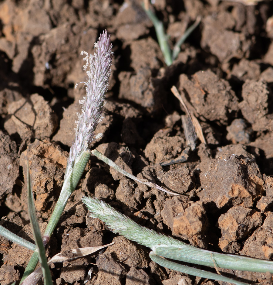 Image of Crypsis alopecuroides specimen.