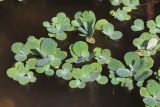 Pistia stratiotes. Плавающие на поверхности воды растения. Крым, Севастополь, мкр. Любимовка, пруд. 03.09.2020.