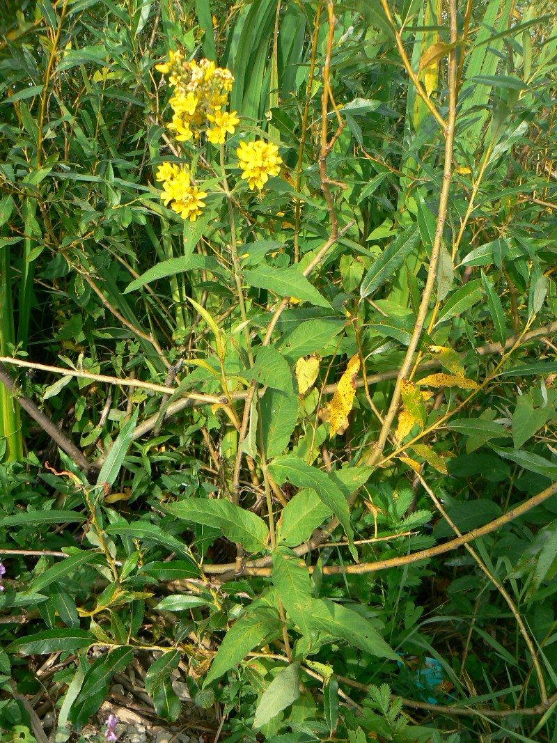 Изображение особи Lysimachia vulgaris.