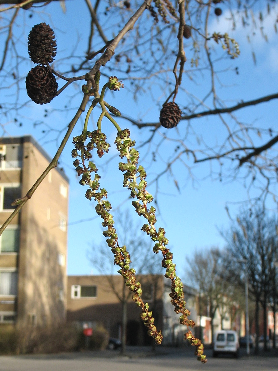 Image of Alnus &times; spaethii specimen.