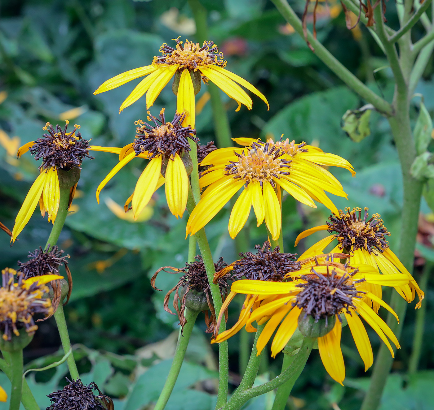 Image of Ligularia dentata specimen.