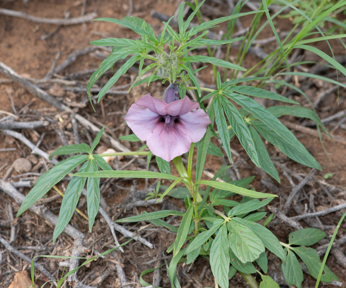 Изображение особи Sesamum triphyllum.