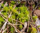genus Sphagnum
