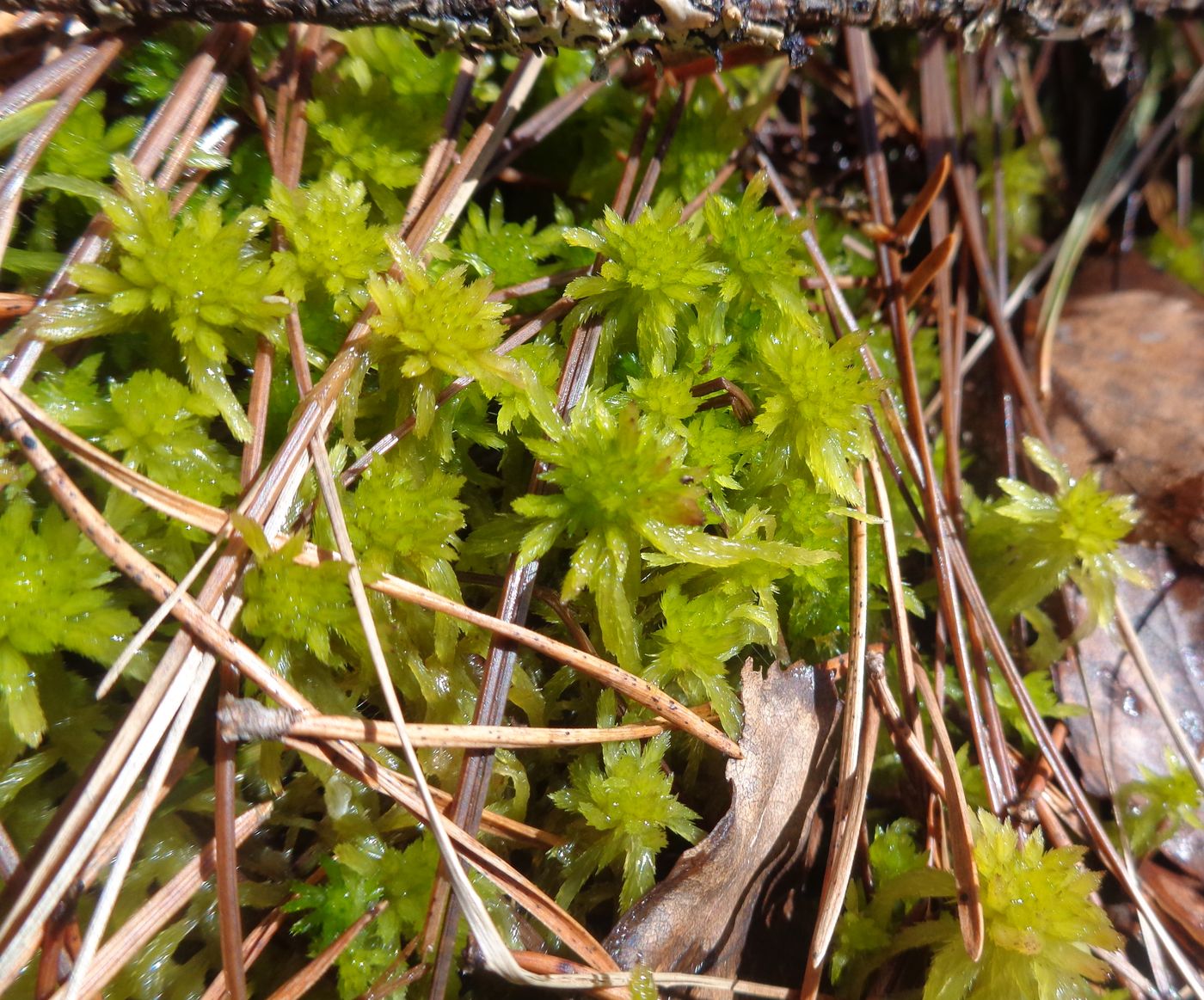 Изображение особи род Sphagnum.