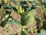 Datura stramonium