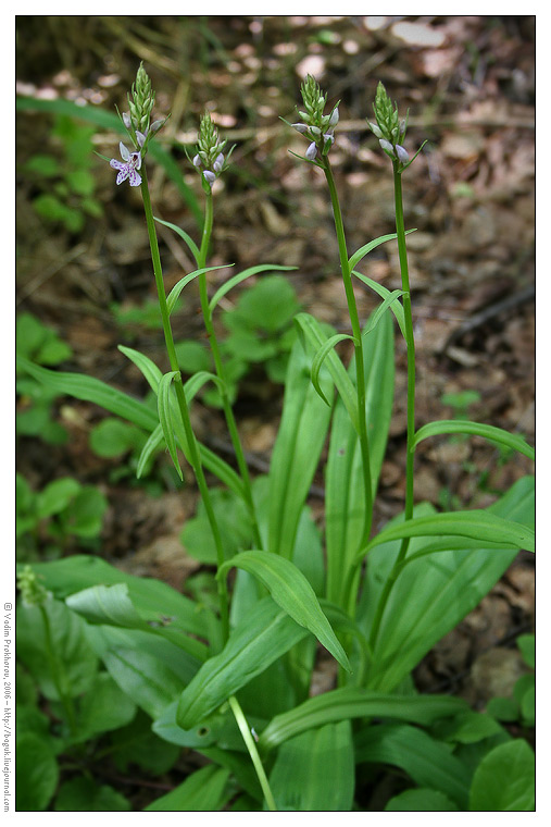 Изображение особи Dactylorhiza fuchsii.