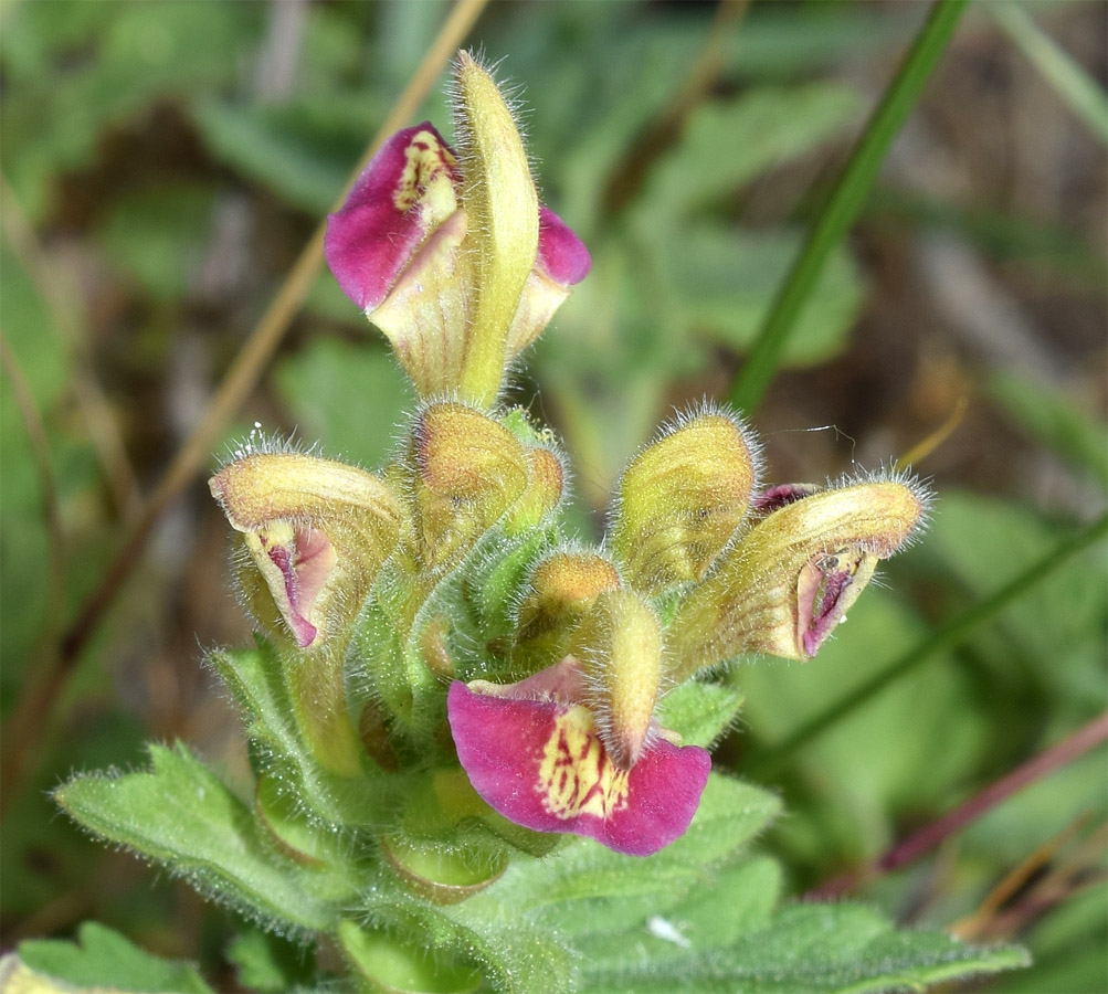 Image of Scutellaria adsurgens specimen.