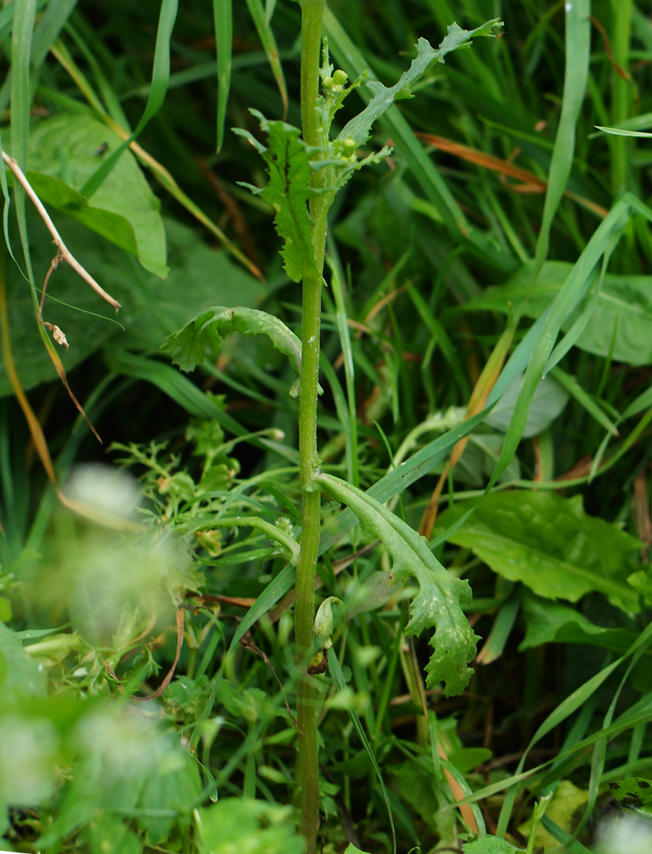 Image of Senecio vulgaris specimen.