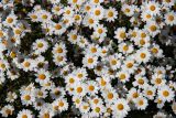 Pyrethrum parthenifolium