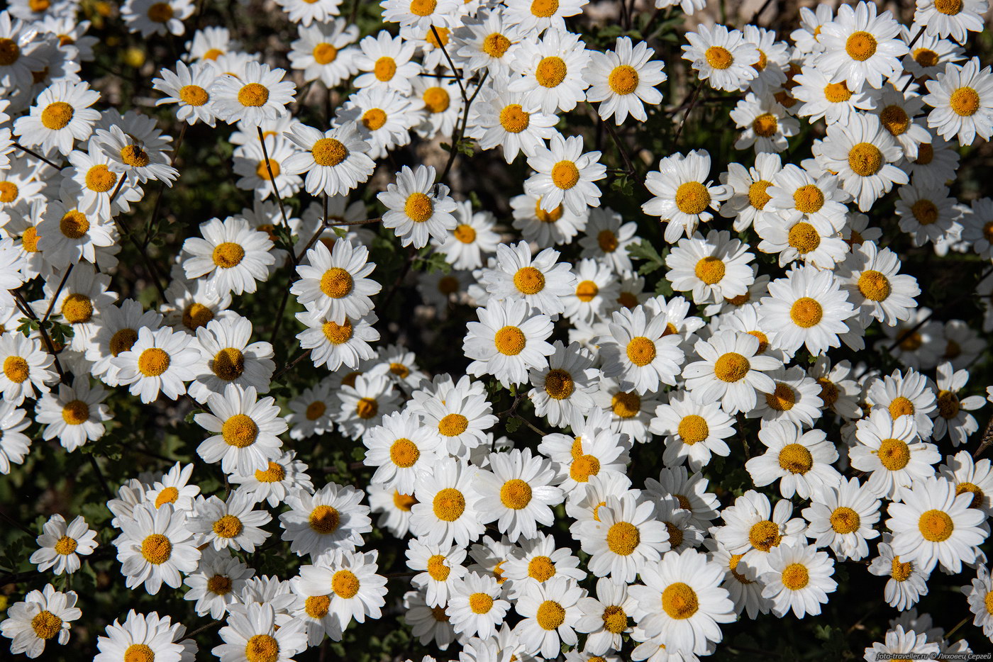 Image of Pyrethrum parthenifolium specimen.