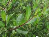 Salix kazbekensis. Верхушка ветви. Кабардино-Балкария, Эльбрусский р-н, ок. 2650 м н.у.м., берег р. Ирикчат. 06.07.2020.