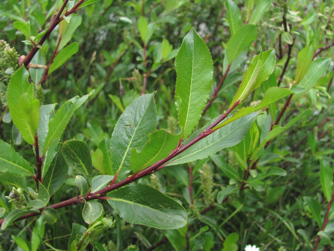 Image of Salix kazbekensis specimen.