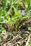 Viola ruppii