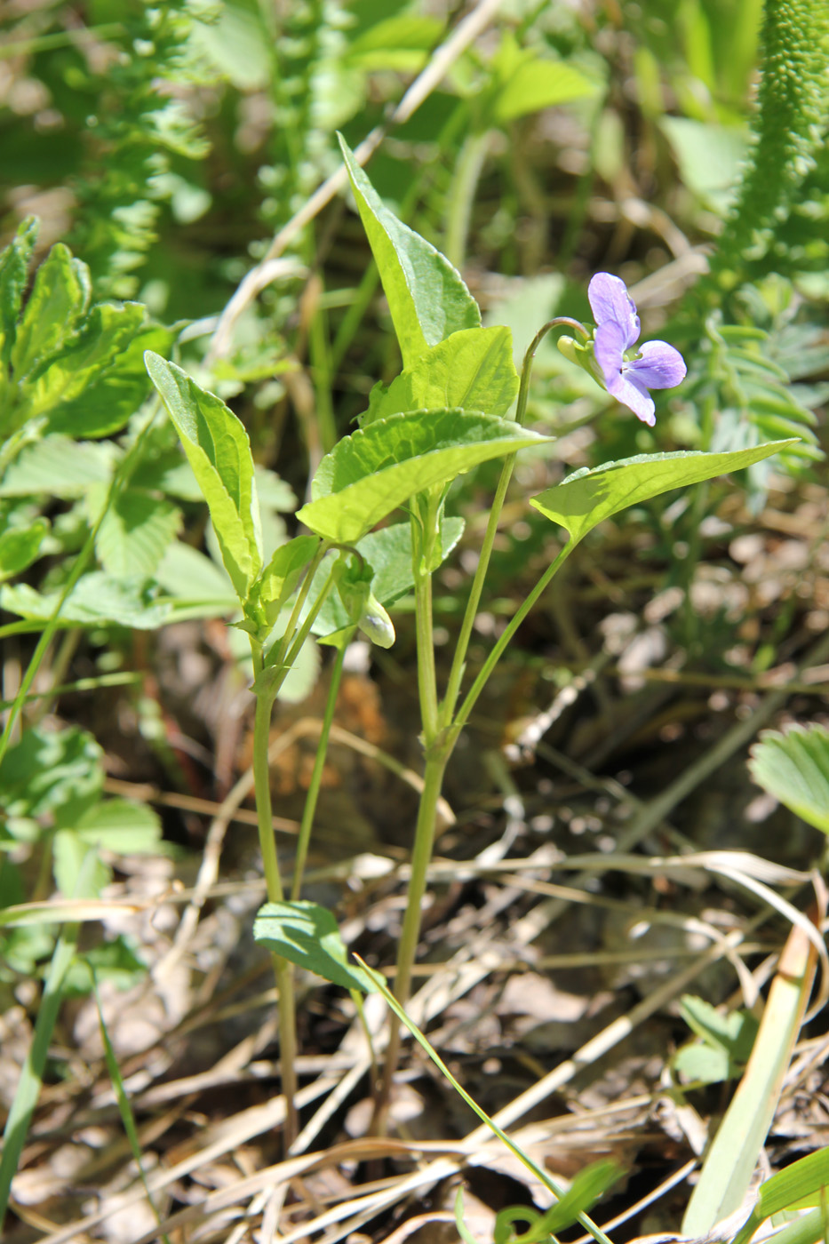 Изображение особи Viola ruppii.