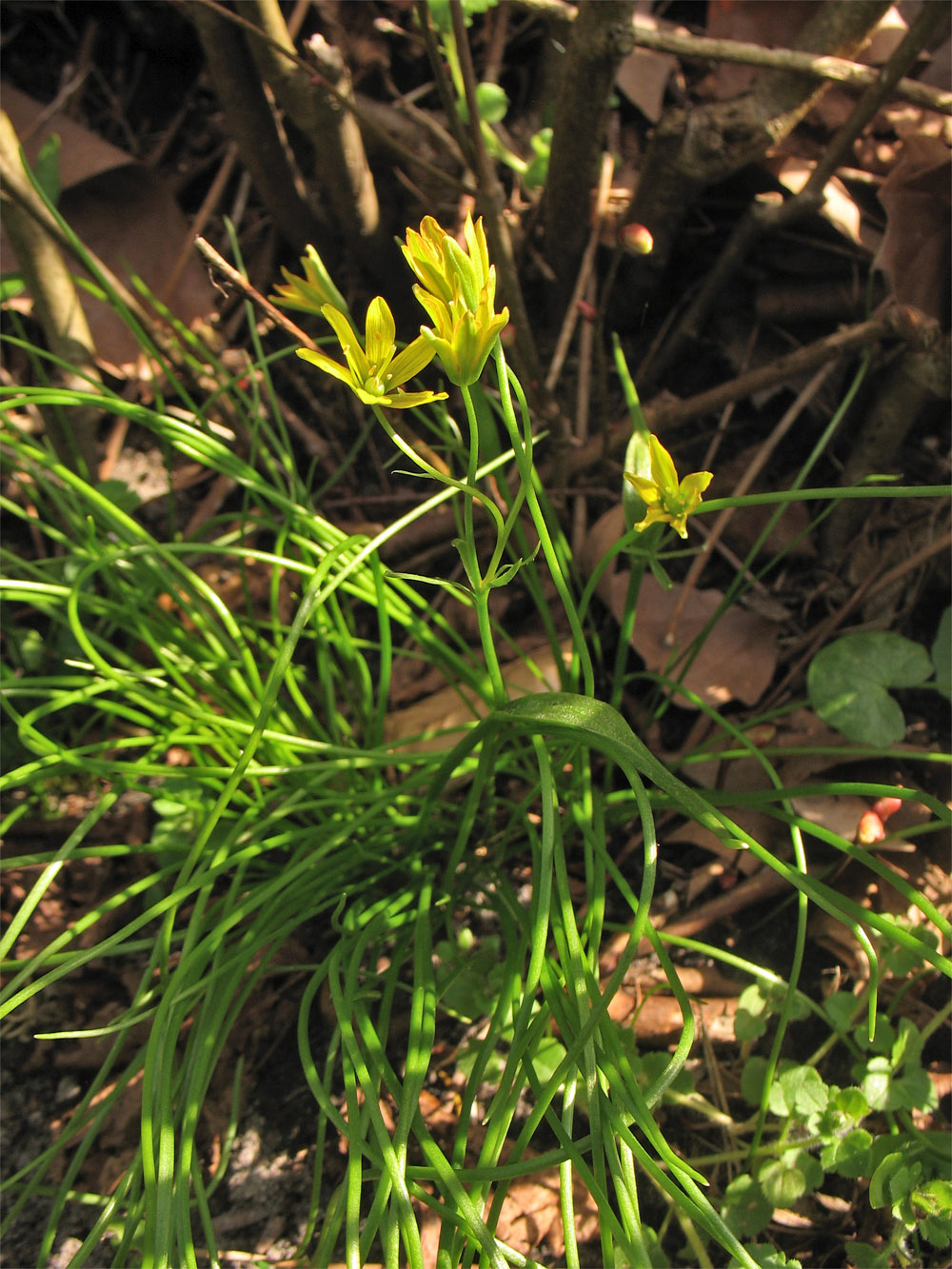 Image of Gagea spathacea specimen.