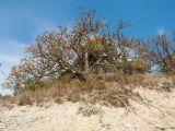 Pistacia mutica. Старое дерево с частично обнажившимися корнями в сообществе с Juniperus excelsa. Краснодарский край, м/о Анапа, окр. с. Варваровка, приморский обрывистый каменисто-глинистый склон. 05.11.2016.