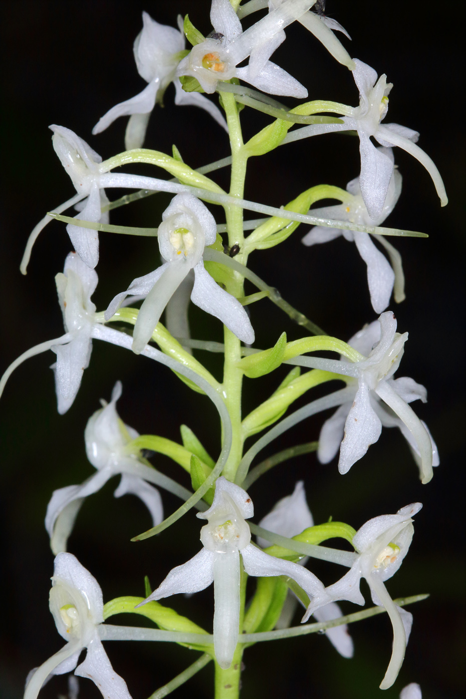 Изображение особи Platanthera bifolia.