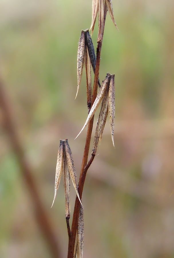 Image of Triglochin palustris specimen.