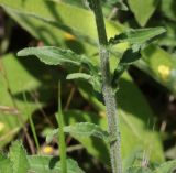 Campanula praealta