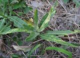 Cirsium setosum. Вегетирующее растение с аномальными листьями. Краснодарский край, Абинский р-н, ст-ца Холмская, берег р. Хабль. 02.05.2020.