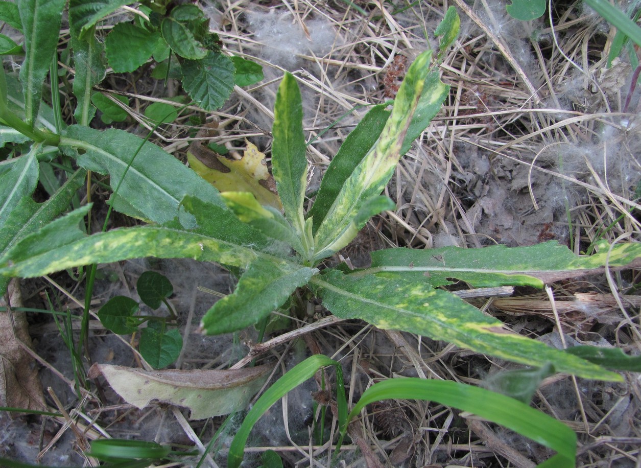 Image of Cirsium setosum specimen.