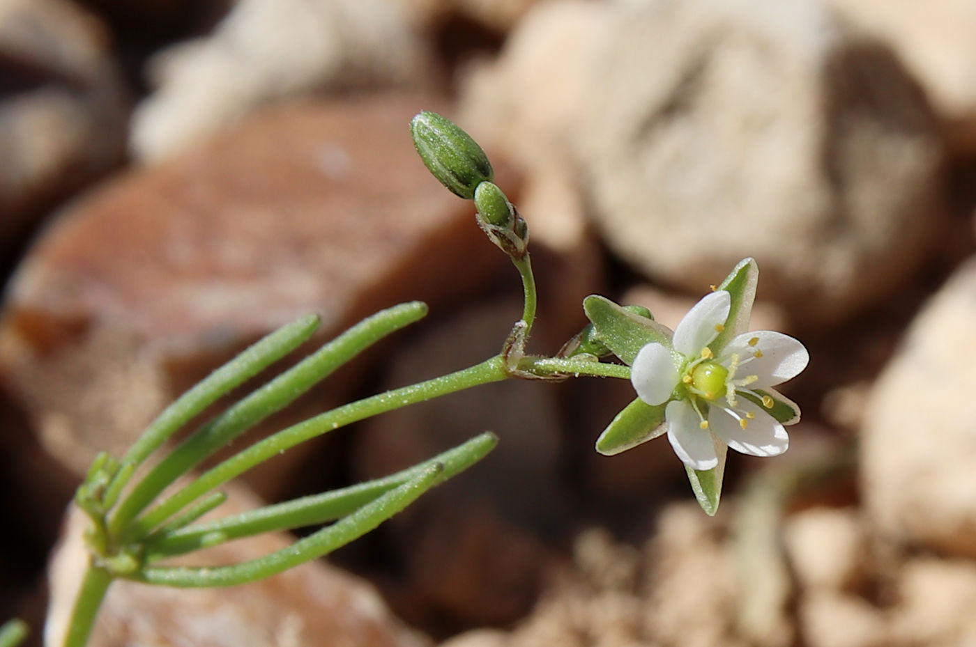 Image of Spergula fallax specimen.