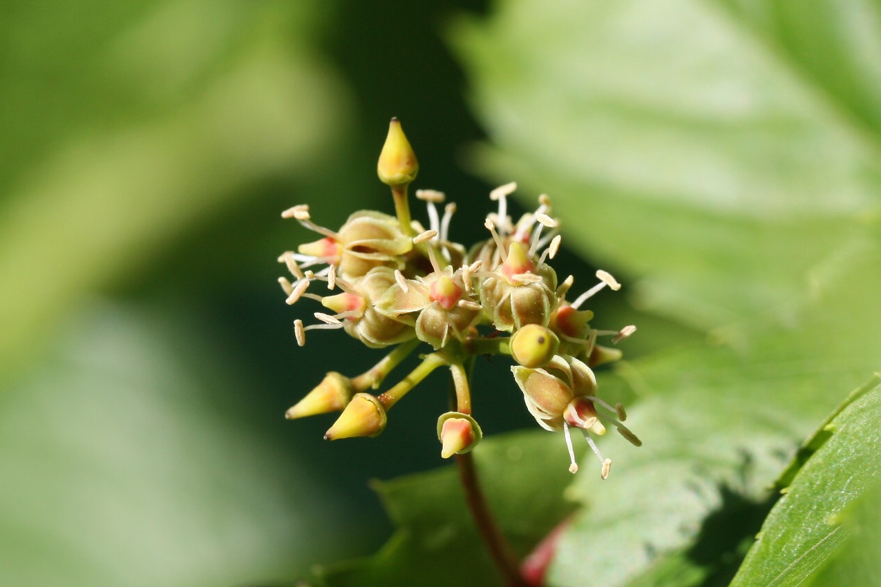 Image of Parthenocissus quinquefolia specimen.