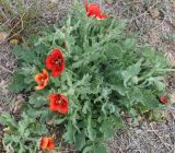 Glaucium corniculatum
