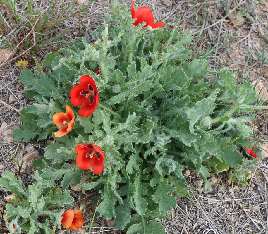 Image of Glaucium corniculatum specimen.