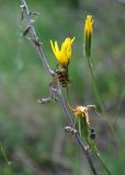 Scorzonera stricta