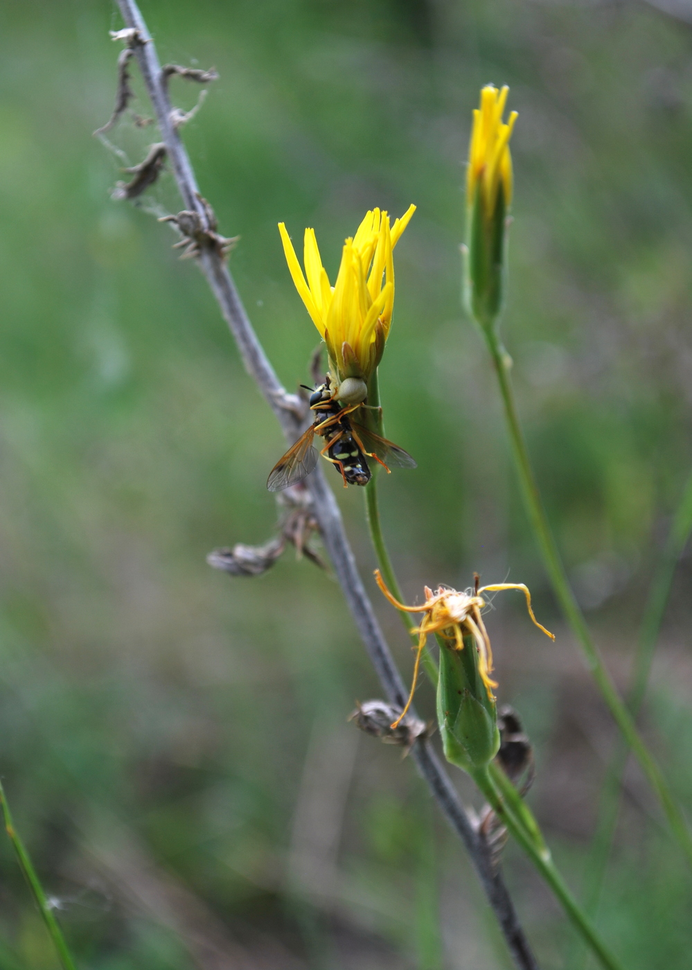 Image of Scorzonera stricta specimen.