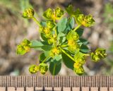 Euphorbia seguieriana. Соцветие. Крым, Керченский п-ов, Ленинский р-н, окр с. Глазовка, гора Хрони, ≈ 175 м н.у.м., закустаренная степь. 28.05.2021.