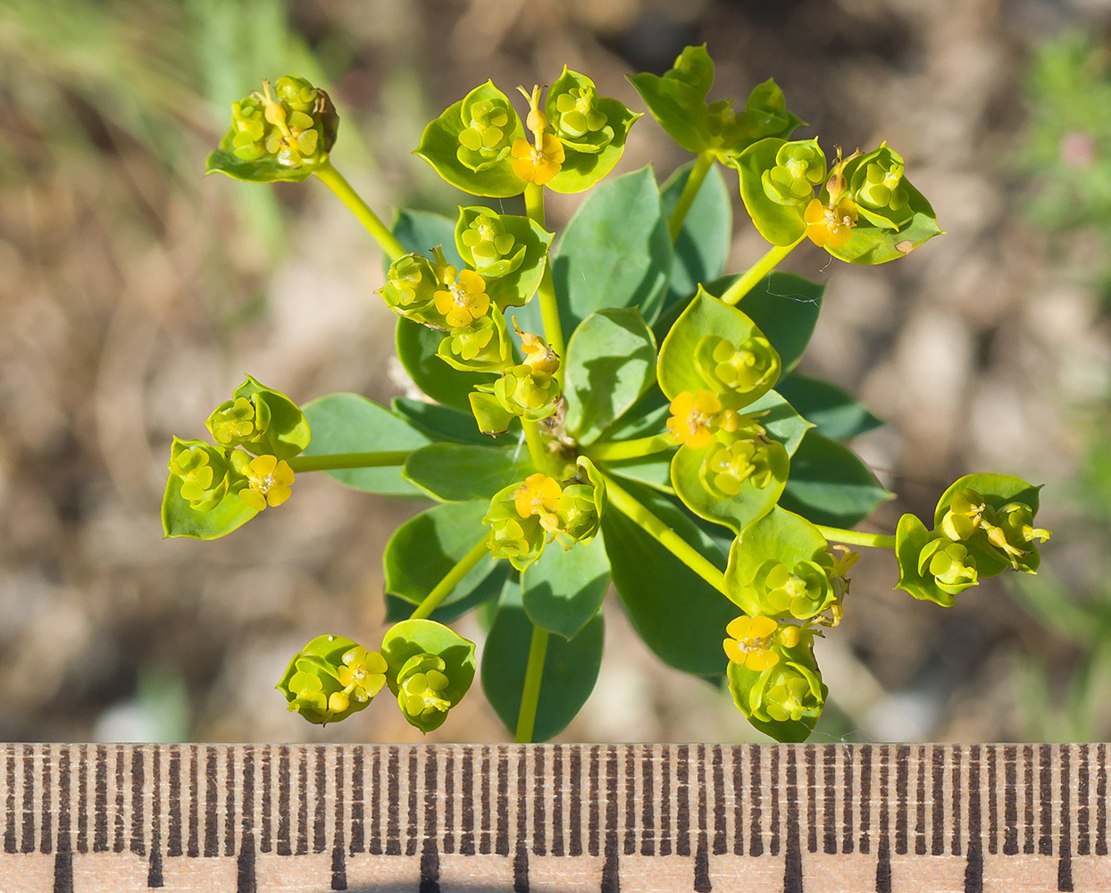 Image of Euphorbia seguieriana specimen.