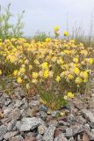 Anthyllis vulneraria