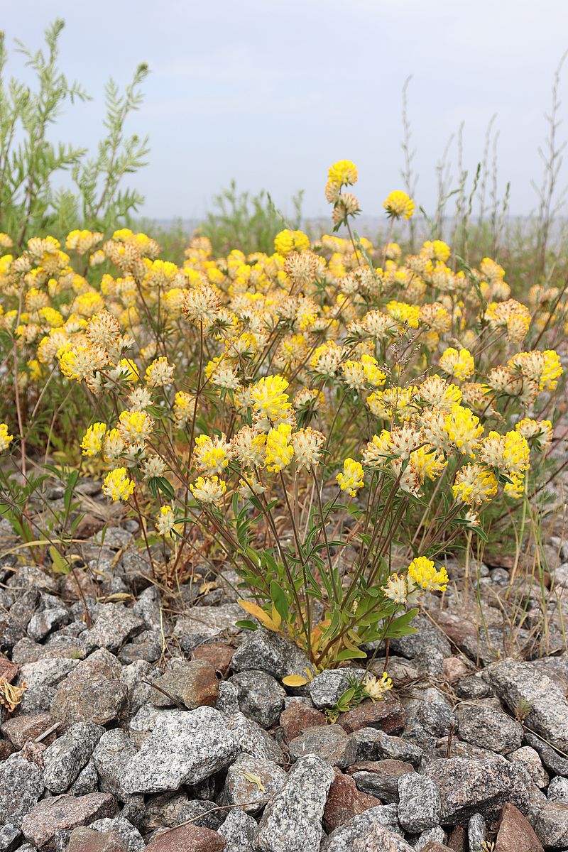 Изображение особи Anthyllis vulneraria.