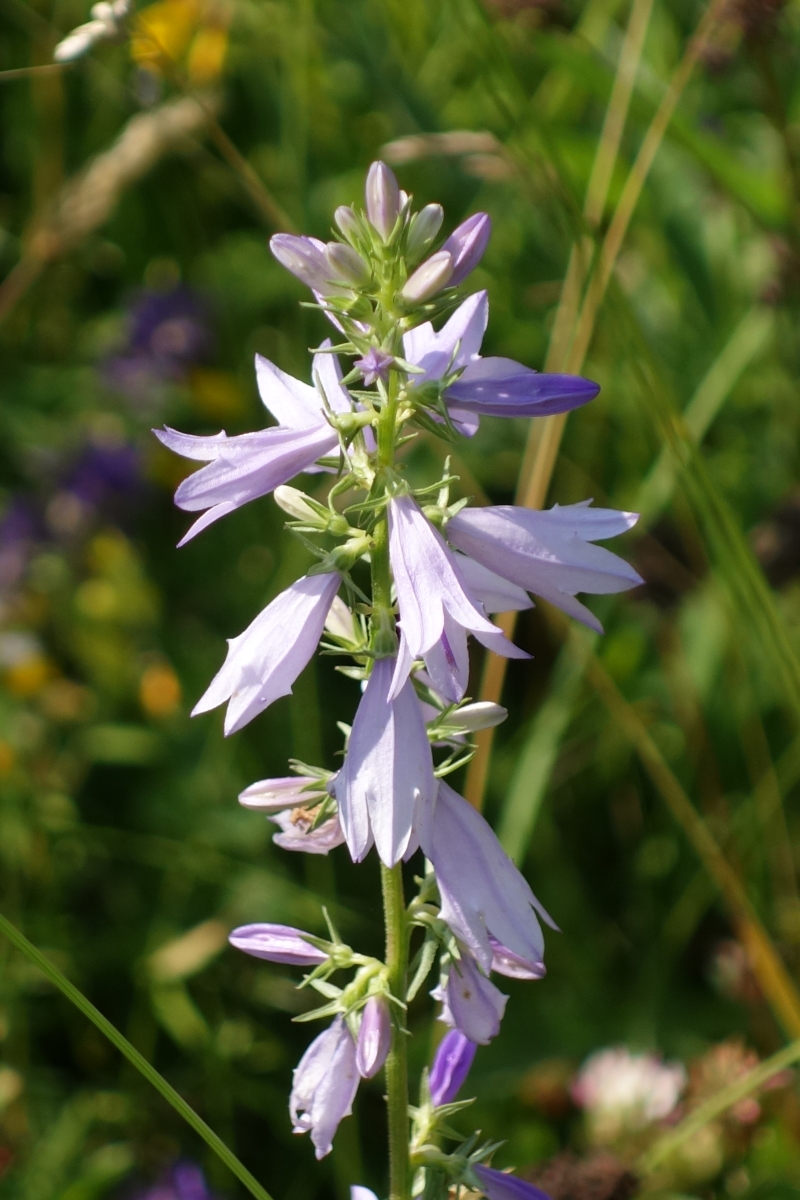 Изображение особи Campanula bononiensis.