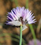 Allium schoenoprasum