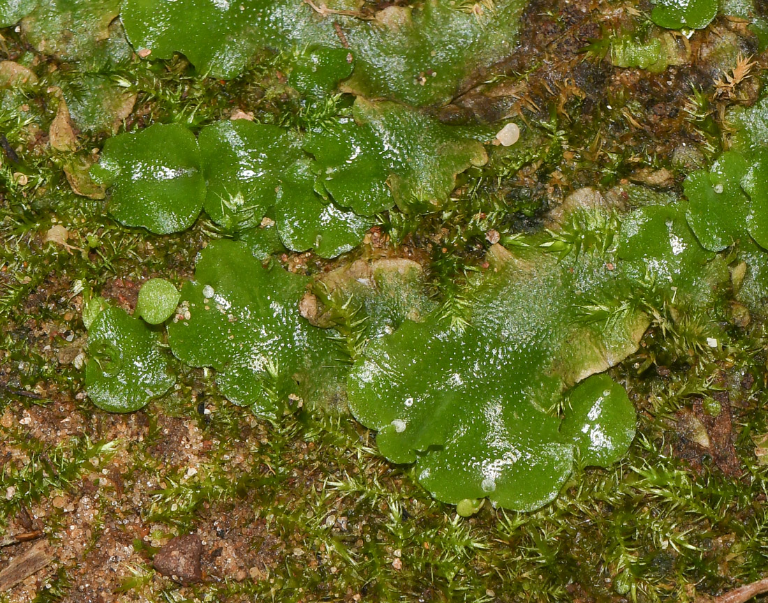 Изображение особи Lunularia cruciata.