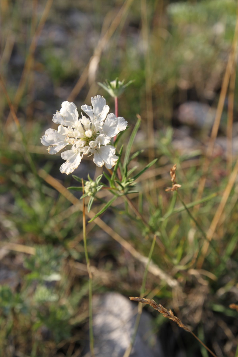 Image of Lomelosia argentea specimen.