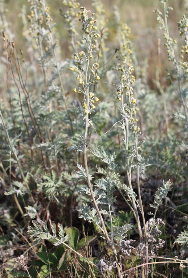 Image of Artemisia armeniaca specimen.