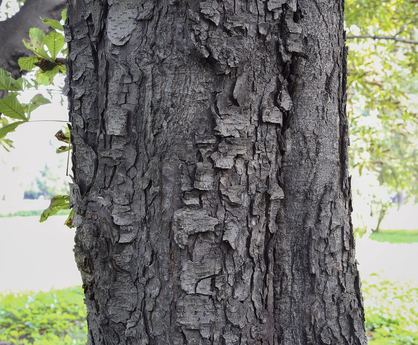 Изображение особи Aesculus hippocastanum.