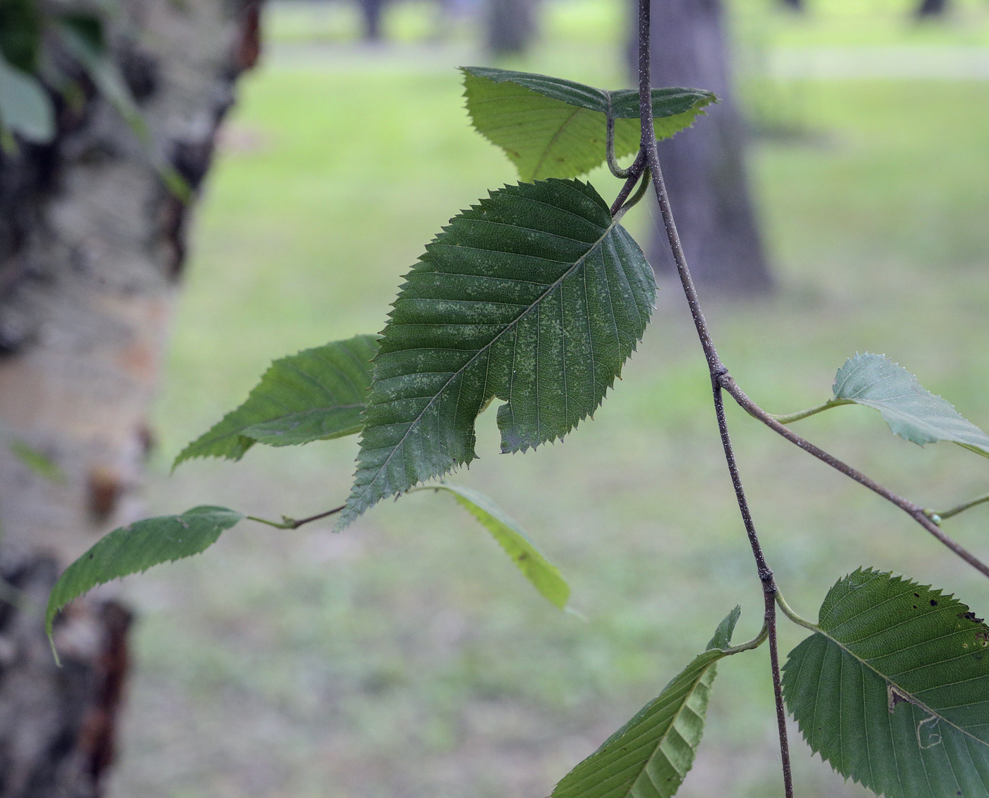Image of Betula costata specimen.