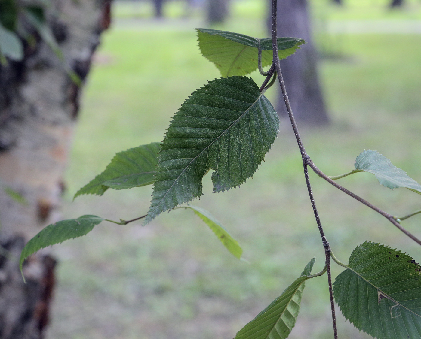 Изображение особи Betula costata.