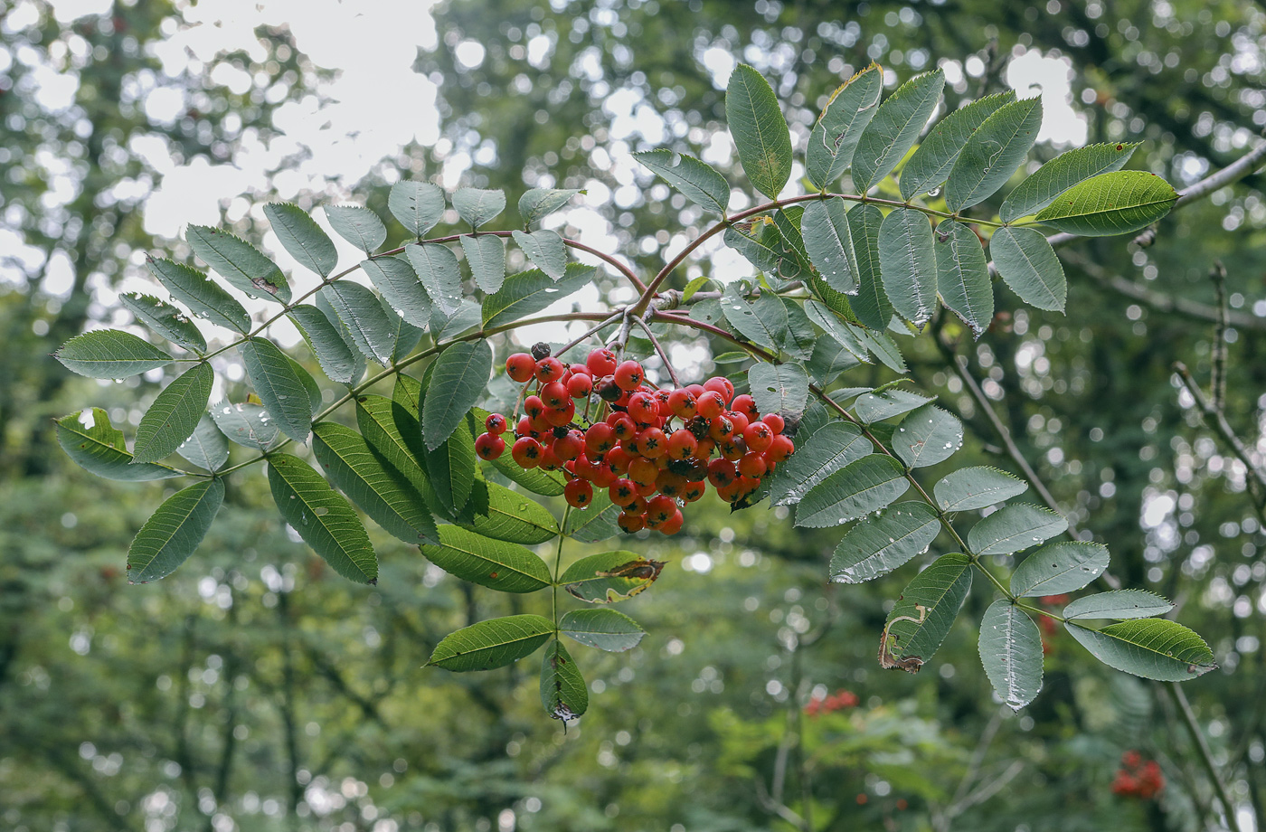 Изображение особи Sorbus decora.