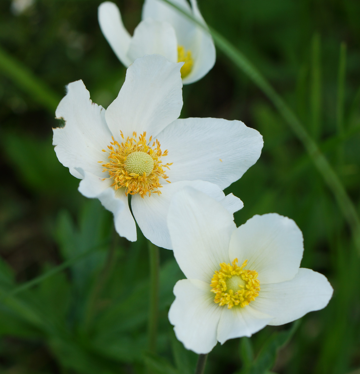 Изображение особи Anemone sylvestris.