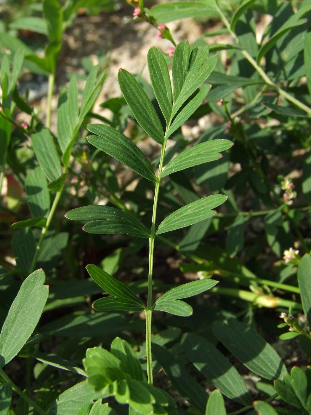 Image of Potentilla semiglabra specimen.