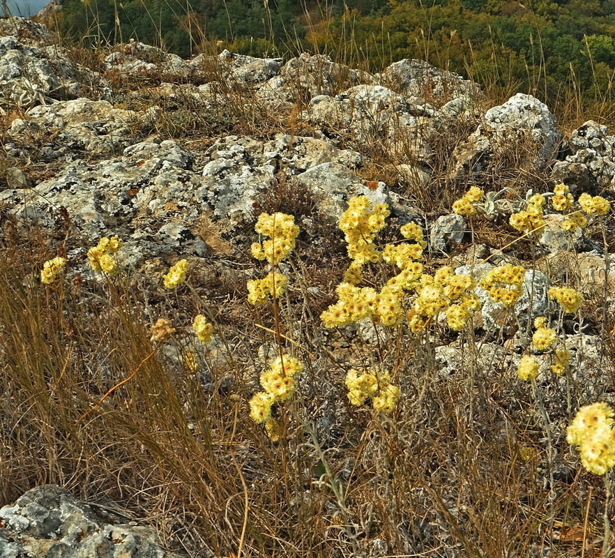 Изображение особи Helichrysum arenarium.