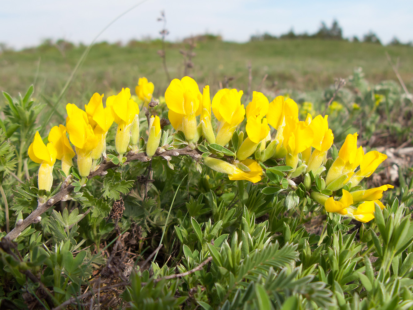 Изображение особи Chamaecytisus wulffii.