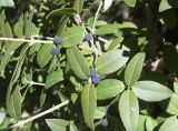 Phillyrea latifolia. Часть ветви с плодами. Испания, Каталония, пров. Барселона, комарка Осона, муниципалитет Рупит-и-Пруит, окр. водопада Сальт-де-Сальент, ≈802 м н.у.м., край плато, древесно-кустарниковое сообщество. 15.12.2021.
