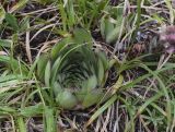 Sempervivum tectorum. Вегетирующее растение. Испания, автономное сообщество Каталония, провинция Жирона, комарка Рипольес, муниципалитет Сеткасес, окр. курорта \"Вальтер 2000\", ≈2200 м н.у.м., подножие осыпи. 27.07.2021.